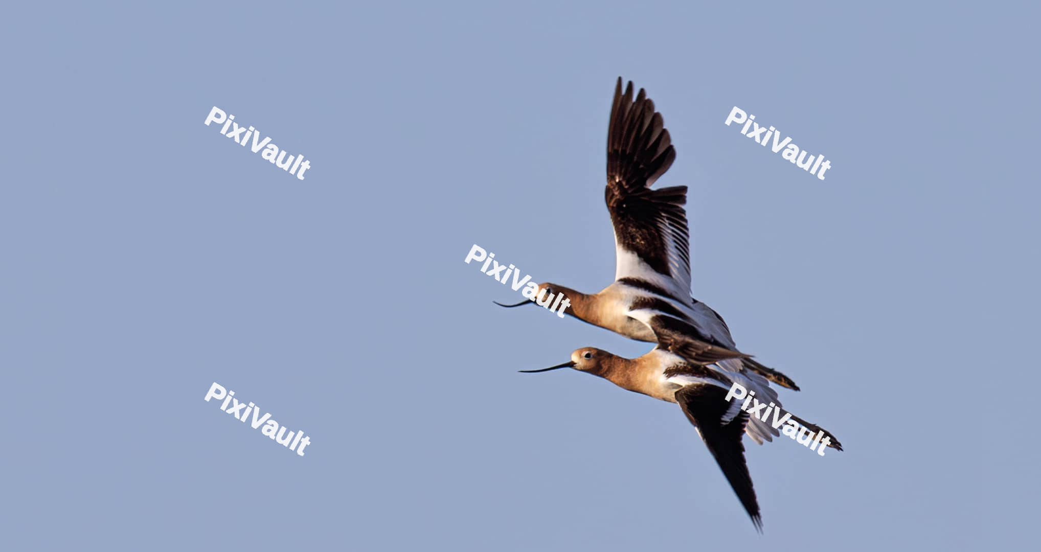 Two American Avocet birds
